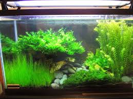 10 aquarium plants that don t need