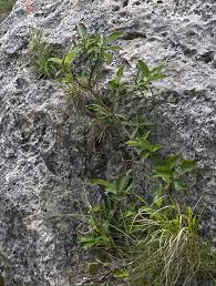 Salice delle Apuane (Salix crataegifolia) - Escursioni Apuane