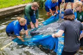 marine debris is a preventable issue and seaworld works to reduce human impact on habitats and wildlife though education teaching seaworld guests how