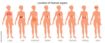 9 human body organ systems realistic