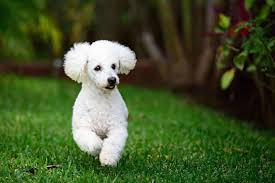 The owner told me she groomed her at home. Can Poodles Live Outside Embora Pets