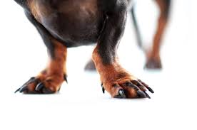 how to safely trim your dog s nails