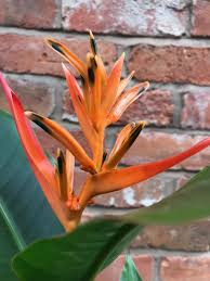 how to grow healthy heliconia false