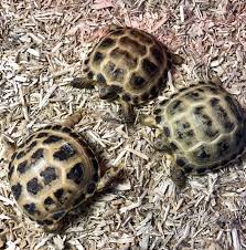 2021 captive bred horsfield tortoise