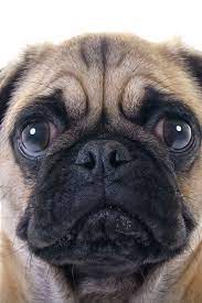 See what we mean below. Closeup Face Headshot Of Pug Dog Crying With Tear In Right Eye Studio Shot Over White Background Cute Pugs Pug Puppies Puppies And Kitties
