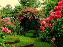 rose garden hd wallpapers top free