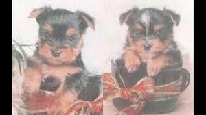 Maybe you would like to learn more about one of these? Two Yorkie Puppies Returned To Owner In Lancaster County Incident Remains Under Investigation Fox43 Com