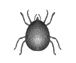 What Do Mites And Ticks Look Like The Australian Museum