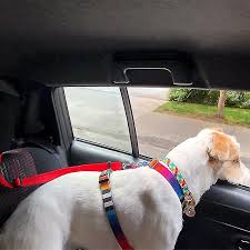 Dog Car Seat Belt Pet Seat Belt