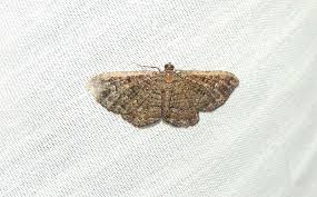 somber carpet moth disclisioprocta