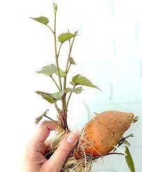 sweet potato slips how to grow sweet