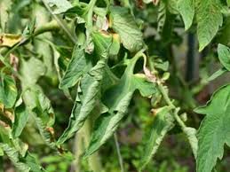 tomato leaves curling common causes