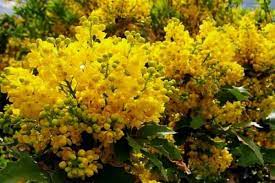 10 Yellow Flowering Shrubs Urban