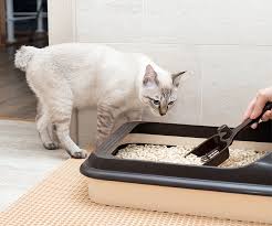 When Your Cat Won T Use The Litter Box