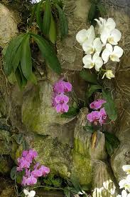 indonesia bali denpasar orchid