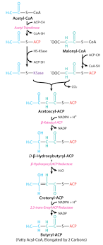 6 12 Fatty Acid Synthesis Biology Libretexts