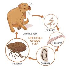 little white worms could be flea larvae