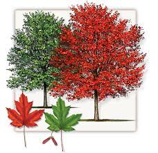 autumn blaze maple tree dallas fannin