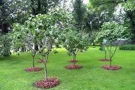 Backyard Fruit Trees Arvores Pequenas