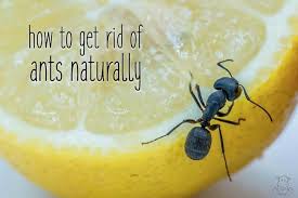 After you throw away the trash, you need to vacuum the car. How To Get Rid Of Ants Naturally Tips For The Kitchen House Outside