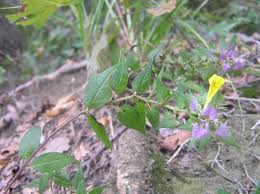 Melampyrum velebiticum