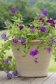verbena collection container plants