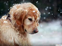 Cute Dog in the Snowfall HD wallpaper ...