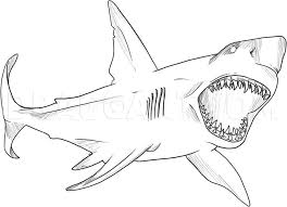 We're sure you will like our collection of free printable shark coloring pages online. How To Draw A Great White Shark Coloring Page Trace Drawing
