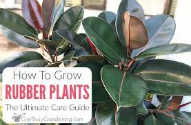How To Care For Rubber Plants The