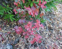 poison oak not just a summer problem