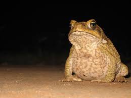 harvey dent story of cane toad