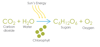 Photosynthesis And Cellular Respiration