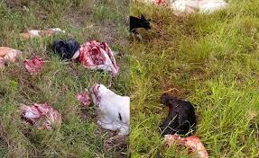 Criminosos invadem fazenda, abatem gados e furtam carne em Amélia Rodrigues  - Fala Genefax