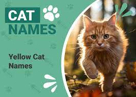 200 yellow cat names great names for