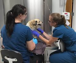 It's an extremely deadly and aggressive form of cancer that. Dog Cancer Symptoms Diagnosis Treatment North Elm Animal Hospital