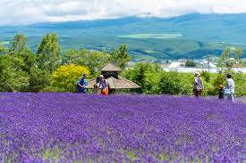 visiting hokkaido lavender fields