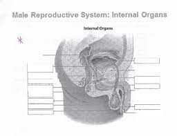 It can arise in the digestive tract, skin, abdominal wall muscles, urinary tract, blood vessels, or male and female reproductive organs. Male Reproductive System Internal Organs Left Side Diagram Quizlet