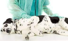 veterinary emergency urgent care in