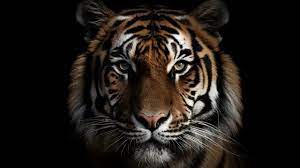 tiger face background images hd