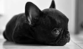 Black French Bulldog Puppies - Designer French Bulldogs