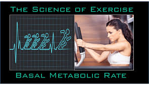 science of exercise basal metabolic rate