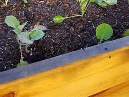 Treat Wood Used For Raised Garden Beds