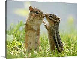 Mother And Baby Chipmunks In Grasses