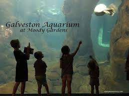 galveston aquarium at moody gardens