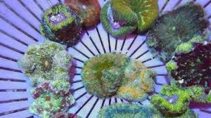 maxi mini carpet anemone anemones