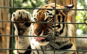They don't take care or their animals. Here S Why Exotic Animals Belong In The Wild Not As Pets In Our Backyards One Green Planet