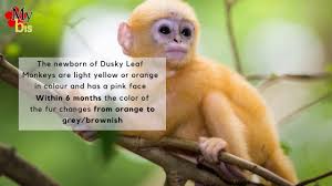 There are 7 dusky leaf monkey for sale on etsy, and they cost $23.83 on average. Dusky Leaf Monkey In Malaysia Youtube