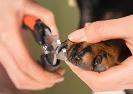 easily trim your dogs nails