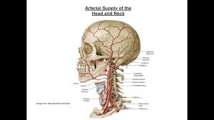 Online quiz to learn arteries in the neck and head. Arterial Blood Supply To The Head And Neck Youtube