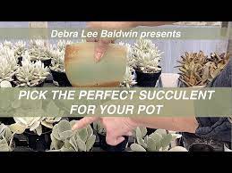 Perfect Succulent For Your Pot